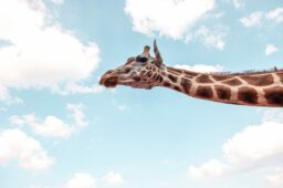 Giraffe-Like Mindfulness