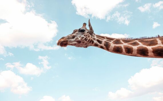 Giraffe-Like Mindfulness