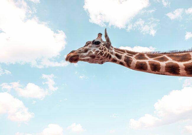 Giraffe-Like Mindfulness